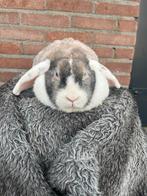 Super lief hangoor konijn voedster, Dieren en Toebehoren, Konijnen, Vrouwelijk, Middelgroot, Hangoor