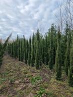 Italiaanse Cipres - Zuilvormige Boom Groenblijvend, Tuin en Terras, Bloeit niet, Ophalen of Verzenden, 100 tot 250 cm, Zuilboom
