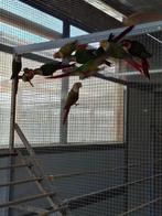 Pyrhurra's in verschillende kleuren, Meerdere dieren, Parkiet