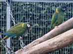 Broedrijp koppel geelnek ara, Dieren en Toebehoren, Vogels | Parkieten en Papegaaien, Meerdere dieren, Papegaai