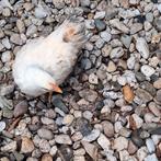 3 kippetjes te koop, Dieren en Toebehoren, Pluimvee, Meerdere dieren, Kip