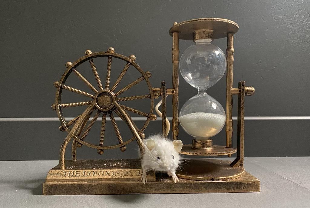 Londen taxidermie muis met zandloper, Ophalen of Verzenden, Wild dier, Opgezet dier