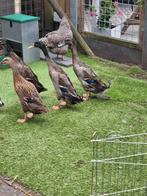 Loopeend, Dieren en Toebehoren, Meerdere dieren, Eend