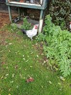 Te koop meerdere hennen en hanen wegens overcompleet, Dieren en Toebehoren, Pluimvee, Meerdere dieren, Kip