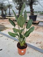 Strelitzia reginae (PARADIJSVOGELBLOEM), Tuin en Terras, Planten | Tuinplanten, Ophalen of Verzenden, Overige soorten, Volle zon