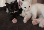 witte en zwartwitte  kitten, Dieren en Toebehoren, 0 tot 2 jaar