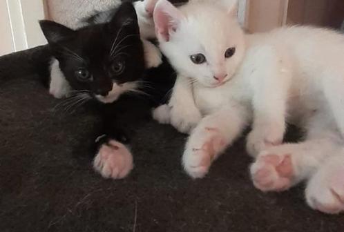 witte en zwartwitte  kitten, Dieren en Toebehoren, Katten en Kittens | Dekkaters, 0 tot 2 jaar