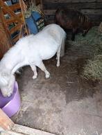 Gezocht stukje weide voor pony's, Dieren en Toebehoren, Stalling en Weidegang