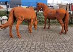 Stel gietijzeren paarden, Dierenbeeld, Niet, Verzenden, Niet