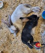 🐇Omdat elk konijn liefde en een maatje verdient🐇, Meerdere dieren, Groot