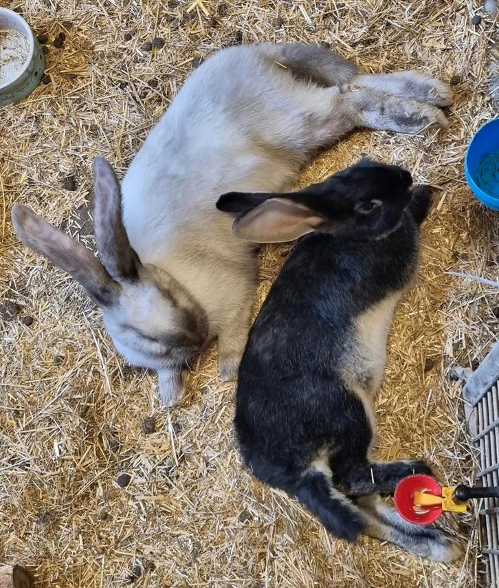 🐇Omdat elk konijn liefde en een maatje verdient🐇, Dieren en Toebehoren, Konijnen, Groot, Meerdere dieren