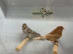 Kleine barmsijs - Acanthis cabaret, Dieren en Toebehoren, Meerdere dieren, Wildzangvogel, Geringd