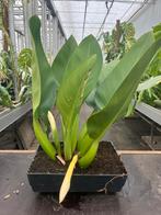 De Philodendron 'pacova, Ophalen