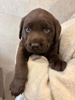 Labrador pups, Dieren en Toebehoren, Honden | Retrievers, Spaniëls en Waterhonden, Rabiës (hondsdolheid), 8 tot 15 weken, Labrador retriever