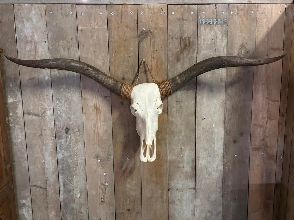 Mooie Longhorn schedel, Verzamelen, Dierenverzamelingen, Ophalen, Nieuw, Overige soorten, Schedel