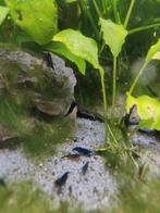 Blauwe neocaridina garnalen blue dream, Dieren en Toebehoren, Kreeft, Krab of Garnaal