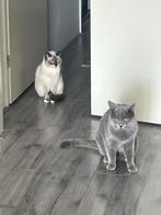 Britse korthaar kittens, Geslacht onbekend, Kortharig, 0 tot 2 jaar
