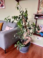 Grote Ficus Bonsai (Microcarpa) kamerplant incl pot, Ophalen, Ficus, 100 tot 150 cm, Halfschaduw
