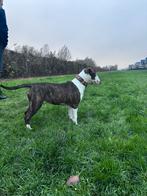 Prachtige stamboom Bullterriër pup, Dieren en Toebehoren, Bull Terriër, Particulier, Rabiës (hondsdolheid), 15 weken tot 1 jaar