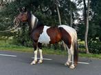 Mooie, grote, bonte merrie, Dieren en Toebehoren, Paarden, Merrie, Recreatiepaard, Ingeënt