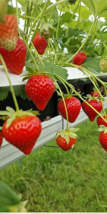 Aardbei planten 12 stukken €10 moestuin planten beschikbaar voor biedingen
