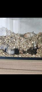 Te koop: 2 lieve jonge gerbils💖🐿, Mannelijk, Januari, Overige typen, Tam