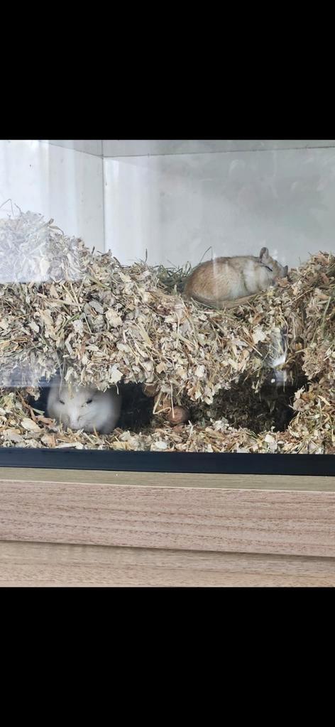 Te koop: 2 lieve jonge gerbils💖🐿, Dieren en Toebehoren, Knaagdieren, Mannelijk, Overige typen, Januari, Tam