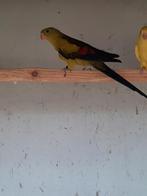 Bergparkiet split lutino split turquoise, Meerdere dieren, Parkiet, Geringd