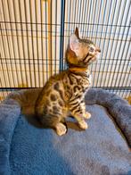 Prachtige bengaal meisje(N24), Dieren en Toebehoren, Katten en Kittens | Raskatten | Korthaar, Kater