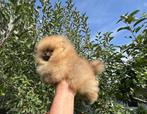 Pomeriaan pups 2 reutjes, Dieren en Toebehoren, Particulier, Reu, 8 tot 15 weken, Buitenland
