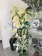 Monstera albo variegata, Ophalen of Verzenden, Overige soorten, Minder dan 100 cm