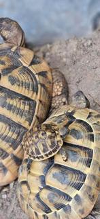 Jonge landschildpadjes schildpadden, Dieren en Toebehoren, Schildpad, Tam, 0 tot 2 jaar