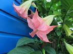 Brugmansia stekken Rose., Tuin en Terras, Planten | Tuinplanten, Halfschaduw, Zomer, Vaste plant, Overige soorten