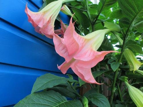 Brugmansia stekken Rose., Tuin en Terras, Planten | Tuinplanten, Vaste plant, Overige soorten, Halfschaduw, Zomer, Ophalen