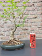 Bonsai fraxinus, Ophalen of Verzenden, Halfschaduw, Overige soorten, Minder dan 100 cm