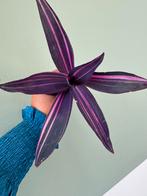 Tradescantia Pink Stripe stekjes, Huis en Inrichting, Kamerplanten, Ophalen of Verzenden, Overige soorten, Minder dan 100 cm