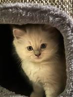Drie prachtige ragdoll kittens met stamboom, Dieren en Toebehoren, Meerdere dieren, Gechipt, 0 tot 2 jaar