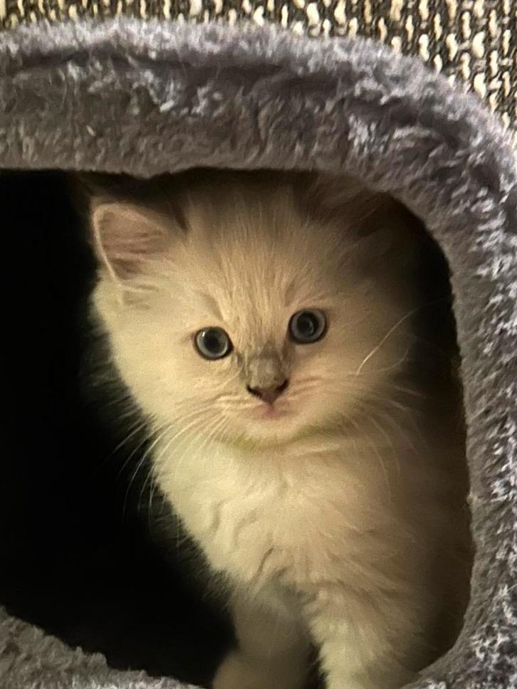 Drie prachtige ragdoll kittens met stamboom, Dieren en Toebehoren, Katten en Kittens | Raskatten | Langhaar, Meerdere dieren, 0 tot 2 jaar