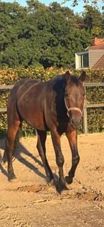 Springgfokte Kwpn ruin, Dieren en Toebehoren, Paarden, Springpaard, Ruin, Zadelmak, 3 tot 6 jaar