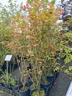 Viburnum opulus, sneeuwbal inheems, gelderse roos 175cm, Ophalen of Verzenden, Overige soorten, Struik, 100 tot 250 cm