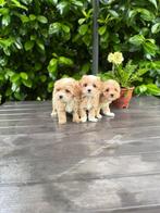 MaltiPoo-puppy’s ( Maltipoo ), Particulier, Rabiës (hondsdolheid), Overige rassen, 8 tot 15 weken