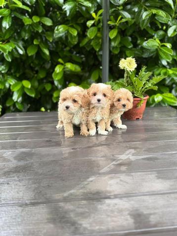 MaltiPoo-puppy’s ( Maltipoo ) beschikbaar voor biedingen