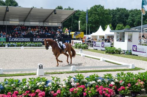 Heritage kunststof dressuurring, dressuurpiste, Dieren en Toebehoren, Paarden en Pony's | Overige Paardenspullen, Nieuw, Dressuur