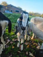 Nubische bok, Dieren en Toebehoren, Mannelijk, Geit, 0 tot 2 jaar