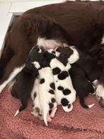 Bordercollie x  Heidewachtel pups, 8 tot 15 weken, Meerdere, Meerdere dieren, Middel