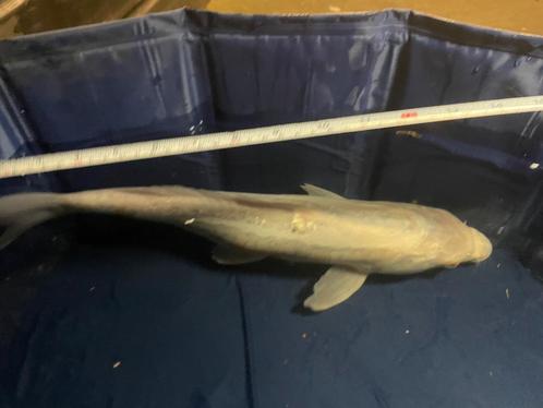 Doitsu Platinum Ogon Japanse koi, Dieren en Toebehoren, Vissen | Vijvervissen, Karper of Koi