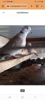 Tortelduiven, Dieren en Toebehoren, Vogels | Duiven, Meerdere dieren, Tortelduif