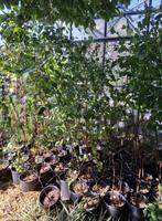 ruwe berk betula pendula in grote kweekpotten, Ophalen, Volle zon, Overige soorten