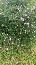 Asters, Ophalen, Overige soorten, Volle zon