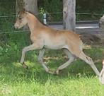 NRPS hengstveulen (v Heer Orchard Bolshoi), Dieren en Toebehoren, Pony's, Hengst, Gechipt, 0 tot 2 jaar